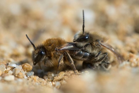 Apidae, bees, colletes cunicularius, spring silkbee, hymenoptera, silk bee, spring colletes, willow