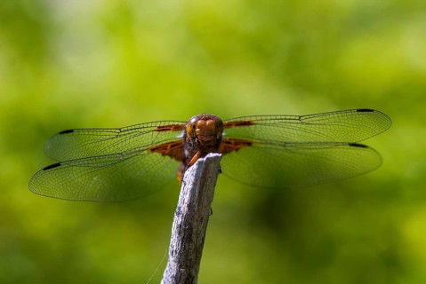 Broad-Bodied Chaser, Libellula Depressa, Flatbelly, Anisoptera, Bulgaria, Damselflies, Dragonflies,