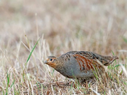 A partridge (Perdix perdix) foraging on a mown meadow, Solms, Hesse, Germany