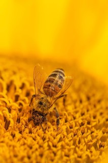 Daytime horizontal macro side-view of a single honey bee (Apis mellifera) covered in golden pollen