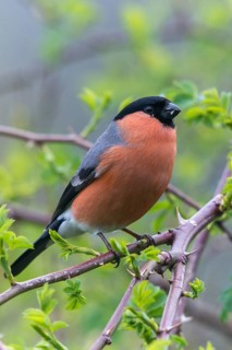 Bullfinch, Bullfinch, Pyrrhula Pyrrhula, Birds, Bullfinch, High Size, Portrait, Male, Passeri,