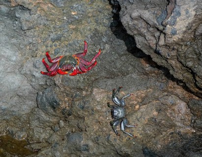 Garachico, Santa Cruz, Tenerife, Canary Islands, Spain - Atlantic rock crabs, Grapsus adscensionis,