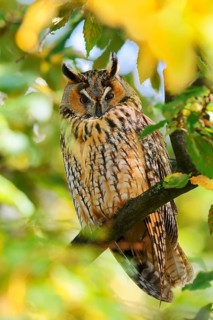 A long-eared owl (Asio otus) perched in a tree in autumn, North Rhine-Westphalia, Germany