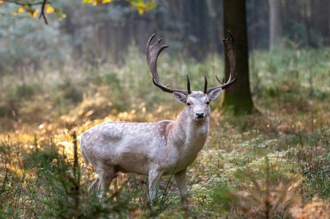 Dama dama, fallow deer, fallow deer, mammals, shovelers, mammals