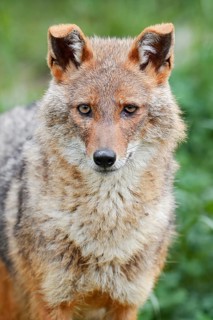 Golden jackal (Canis aureus), captive, occurring in Asia and Europe