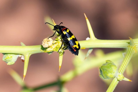 Zigzag Blister Beetle (Hycleus zigzagus), Namib Desert, Namib Naukluft Park, Namibia