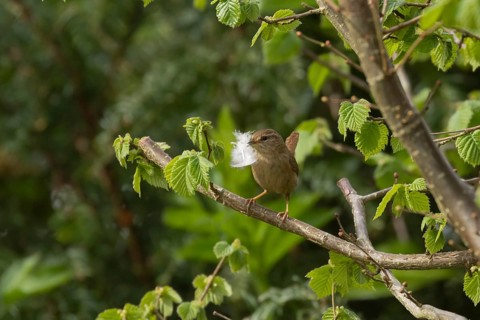 Eurasian wren (Troglodytes troglodytes) adult garden bird carrying a feather for nesting material