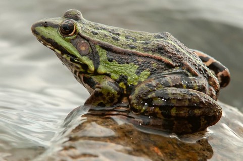 Marsh Frog, Pelophylax Ridibunda, Pelophylax Ridibundus, Rana Ridibunda, Sea Frog, Amphibian, Frog,