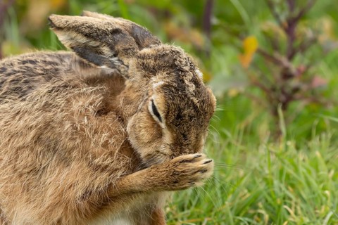 European brown hare (Lepus europaeus) adult animal washing its foot in grassland, England, United
