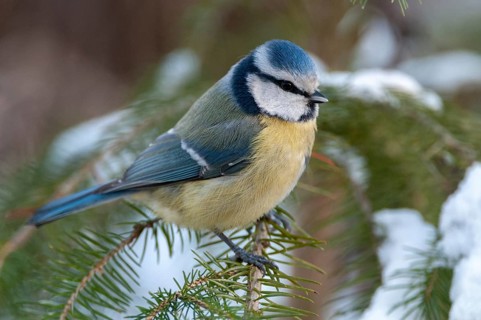 Blue tit, parus caeruleus, birds, tit, passeri, snow, songbirds, snow, songbirds, tits, birds,