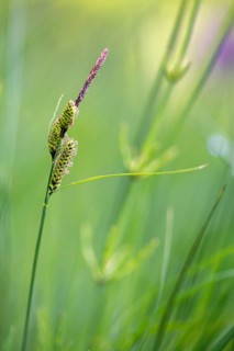 Brown harrow, carex nigra, cyperaceae, sour grass, meadow harrow, black sedge, common sedge, flora,