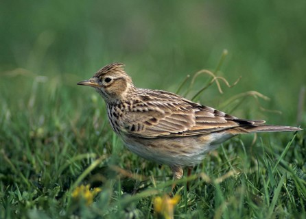 Alauda Arvensis, Skylark, Birds, Leo, Larks, Passeri, Songbirds, Songbirds, Birds