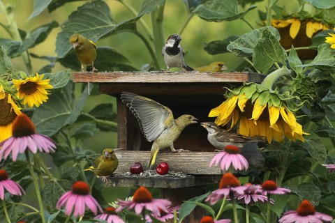 Greenfinches (Chloris chloris) and a male house sparrow at the bird feeder in the summer garden, a