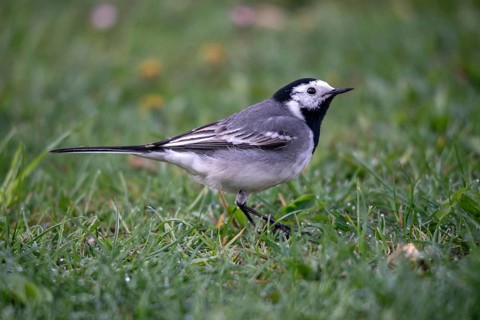 Wagtail, Motacilla Alba, White Wagtail, Birds, Passeri, Songbirds, Birds
