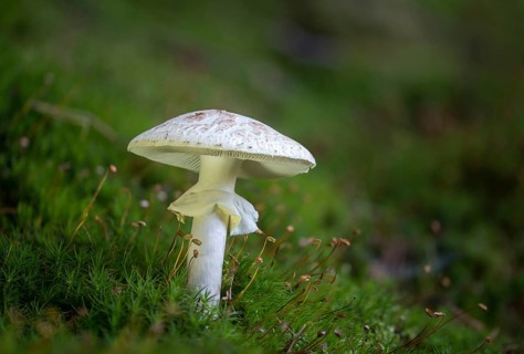 Amanita citrina, Amanita citrina var. alba, amanita mapa, delicate amanita, false death cap, yellow