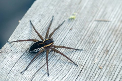 Dolomedes Fimbriatus, Finland, ridged hunting spider, Jesus spider, list spider, raft spider,
