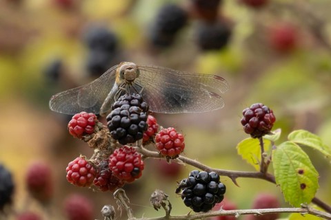 Common darter dragonfly (Sympetrum striolatum) adult female insect resting on blackberries fruit in