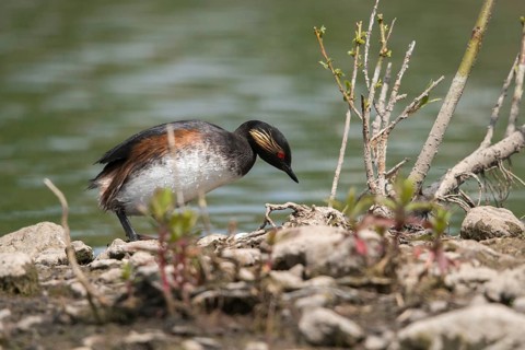 Black-necked grebe, podiceps nigricollis, black-necked grebe, birds, breed, brood, grebe,