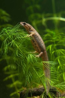 Lissotriton vulgaris, smooth newt, triturus vulgaris, amphibians, amphibians, female, high size,