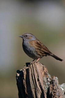 Dunnock, Dunnock, Prunella modularis, birds, high size, portrait format, passeri, songbirds, birds