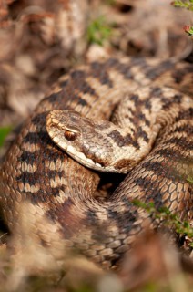 European adder, European viper, venomous snake, vipera berus, critters, poisonous, high size,