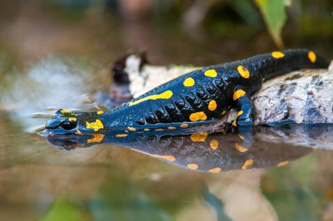 Fire salamanders, fire salamanders, salamandra salamandra, amphibians, amphibians, caudata,