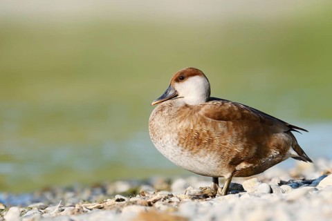 Red-crested Pochard (Netta rufina), female standing on the shore, Lake Constance,