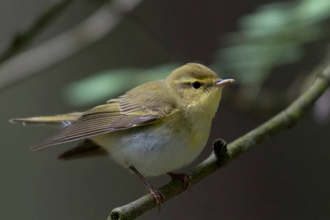 Phylloscopus sibilatrix, woodwarbler, birds, passeri, songbirds, songbirds, birds