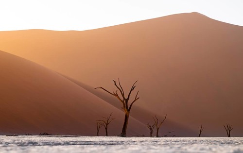 Red sand dunes and white salt pan with dead trees, Dead Vlei, Namib Desert, Namib Naukluft Park,