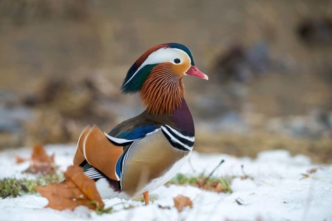 Aix galericulata, mandarin, mandarin duck, anatidae, bath, birds, ducks, ducks, ducks, ducks, male,