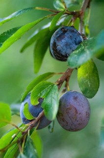 Cultivated plum, cultivated plant, neophyte, plum, Prunus domestica, rosaceae, rose family, flora,