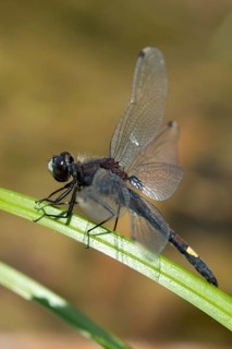Large moss maiden, large white-faced darter, leucorrhinia pectoralis, yellow-spotted whiteface,