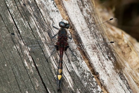 Large moss maiden, large white-faced darter, leucorrhinia pectoralis, yellow-spotted whiteface,