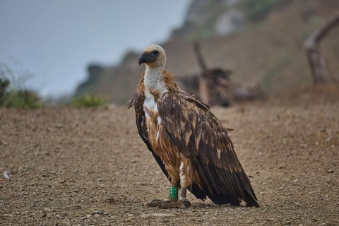 A single vulture with a tag on its leg on stony ground against a misty coastal landscape, griffon
