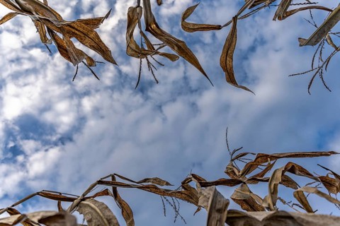 Leaves and stalk of corn in autumn on the background of blue sky with clouds. Copy space in the