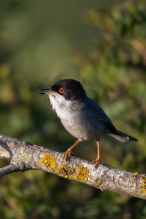 Granelli, Italy, Pantani Cuba and Longarini, velvet warbler, Sardinian warbler, Sylvia