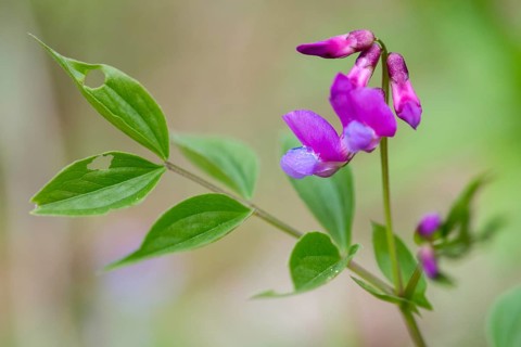 Fabaceae, spring sweet pea, lathyrus vernus, butterflies, flora, plants, plants, spring pea, spring