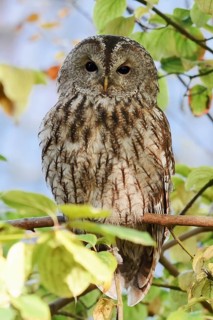 Tawny owl (Strix aluco), North Rhine-Westphalia, Germany