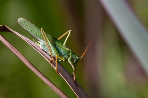 Grasshoppers, Great Green Bush Cricket, Big Hayhorse, Hayhorse, Deciduous Locusts, Singhoppers,