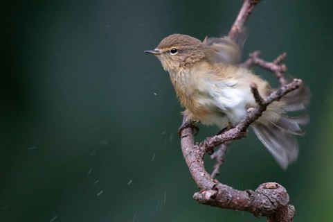 Chiffchaff, phylloscopus collybita, zilpzalp, bath, birds, plumage care, passeri, preening,