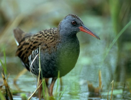 Rallus aquaticus, water rail, birds, gruiformes, cranes, rails, harrows, rallidae, birds,