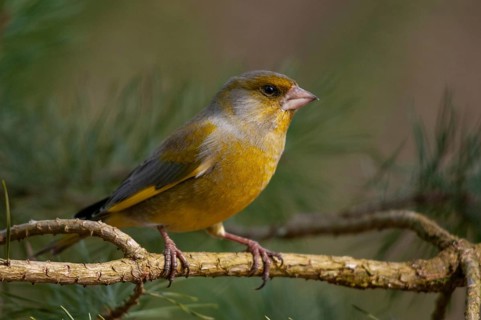 Carduelis chloris, chloris chloris, greenfinch, greenfinch, greenfinch, greenfinch, birds, passeri,