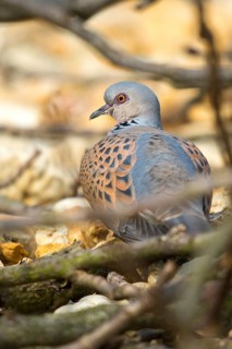 Streptopelia turtur, turtledove, turtle dove, birds, columbidae, doves, high size, portrait, doves,