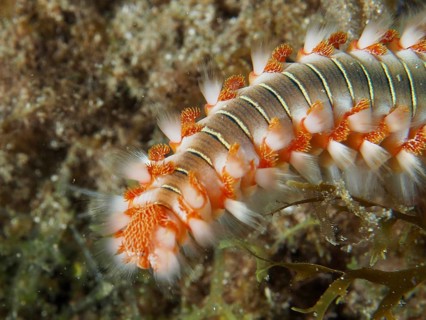 Bristle worm, fire bristle worm (Hermodice carunculata), showing its red bristles in a striking