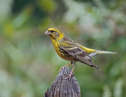 European Serin, serine, serinus serinus, birds, garden fence, garden fence, male, passeri,
