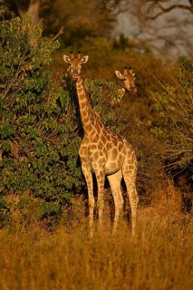 South African giraffes (Giraffa giraffa giraffa), blue hour near Atzaró Camp, Okavango Delta,