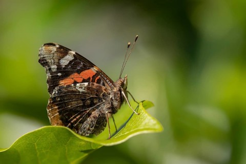 Red admiral butterfly (Vanessa atalanta) adult insect resting on a plant leaf in a garden, Suffolk,
