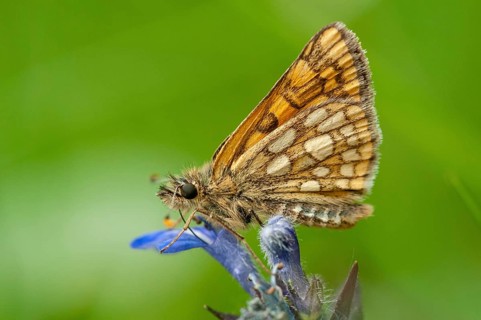 Colorful bighead, carterocephalus palaemon, chequered skipper, yellow cube thighead, butterfly,