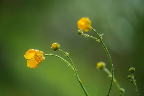 Buttercup plants, ranunculaceae, ranunculus acris, sharp buttercup, common buttercup, flora, giant