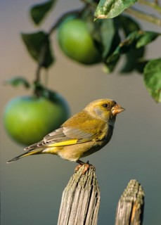 Carduelis chloris, chloris chloris, greenfinch, greenfinch, greenfinch, birds, garden, garden